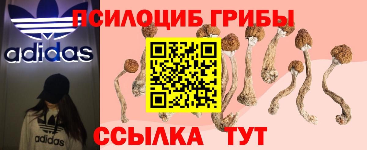 Прокопьевск  Псилоцибиновые грибы Psilocybine cubensis  Вход с VPN 